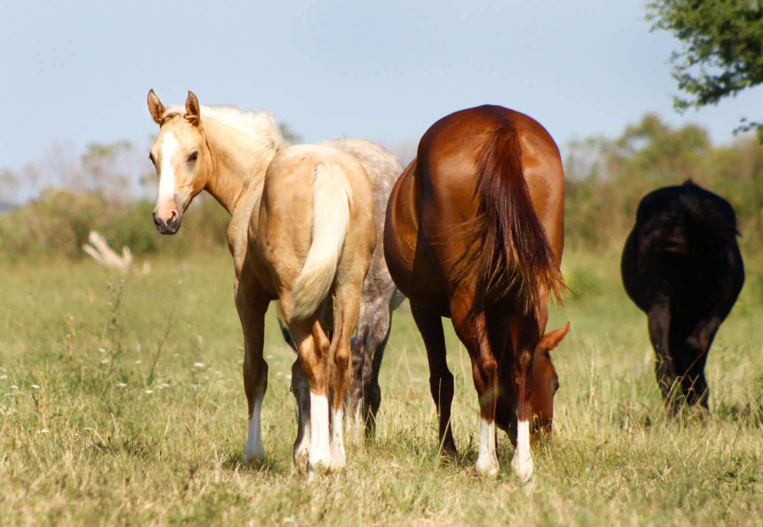 A mare and foal grazing with the herd in summer pasture